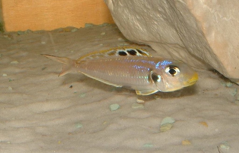 Xenotilapia sp. 'bathyphilus yellow' Kekese